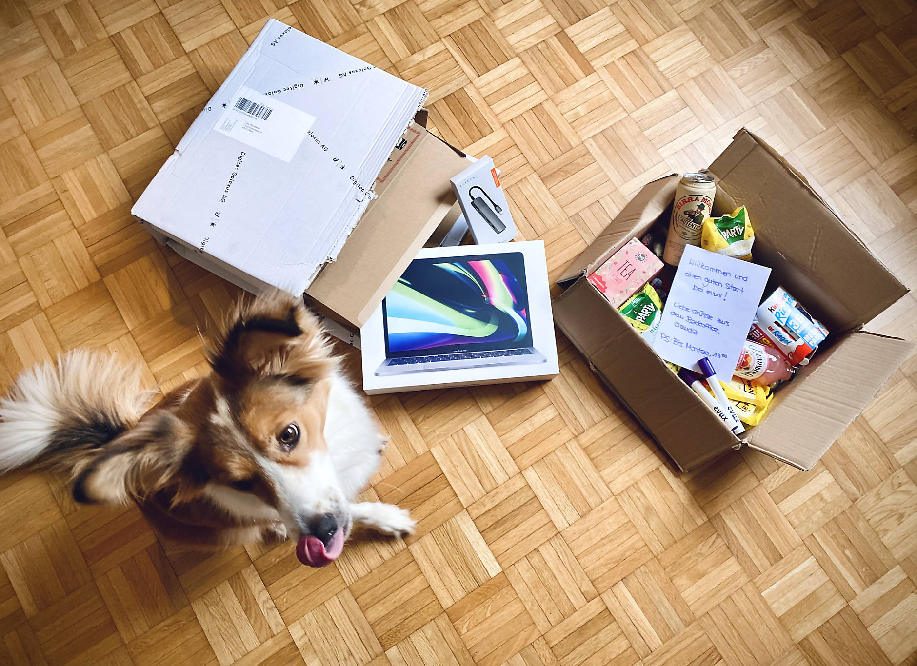 Hund, Laptop und Karton 